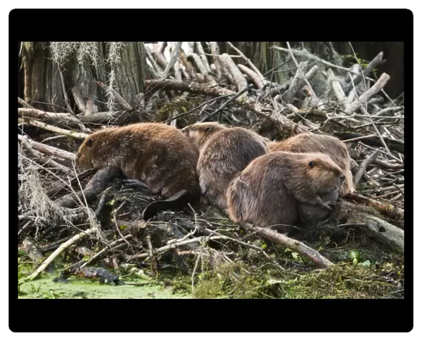 North America, USA, Texas, Caddo Lake, American beaver (Castor canadensis) adults