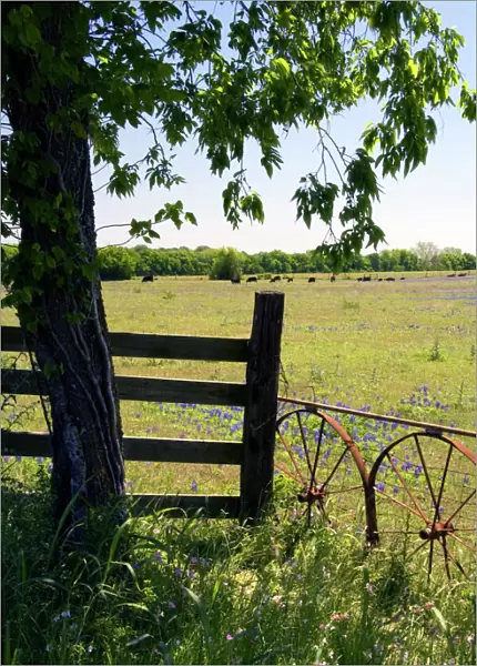 Field of Bluebonnet wildflowers in Washington County, Texas