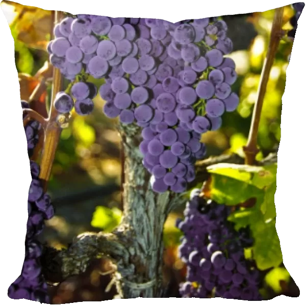 USA, California, Sonoma, Healdsburg. Sonoma grapes ready for crush