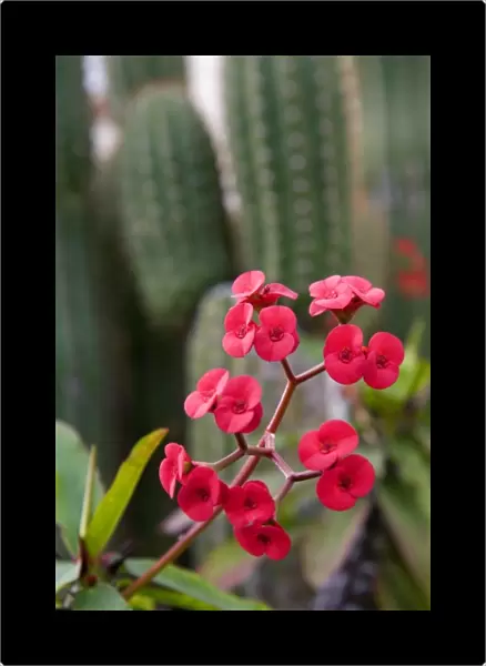 The flowers of a Euphorbia Milii at San Juan Capistrano, California, USA