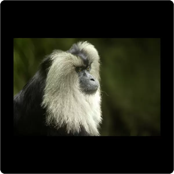 Lion-tailed Macaque (Macaca silenus), Endangered species found in SW India, San Diego Zoo