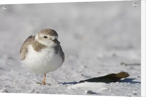 A Piping plover, Charadrius melodus, on North Beach at Fort De Soto Park in Pinellas County