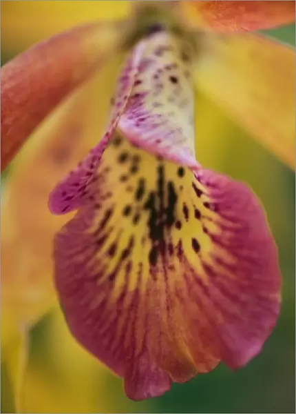 Hybrid orchid, Florida