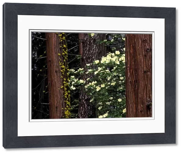 North America, USA, California, Yosemite National Park. Dogwood flowers