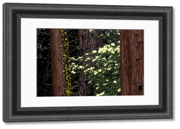 North America, USA, California, Yosemite National Park. Dogwood flowers