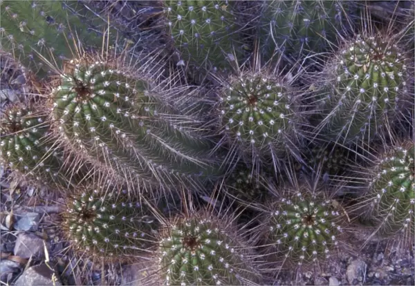 North America, USA, Arizona, Sonora Desert Museum. Cactus detail