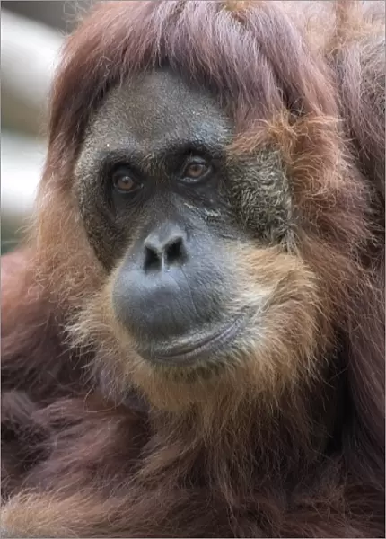 Ginger a wild caught female sumatran orangutan born 1955, at the Sacramento Zoo
