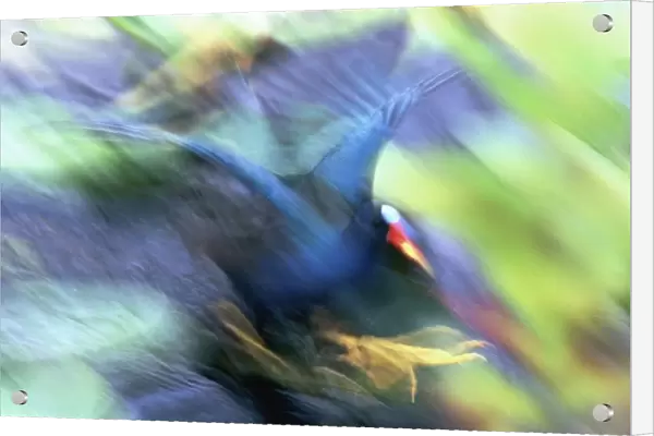 USA, Florida, Everglades National Park. Abstract of purple gallinule on the Anhinga Trail