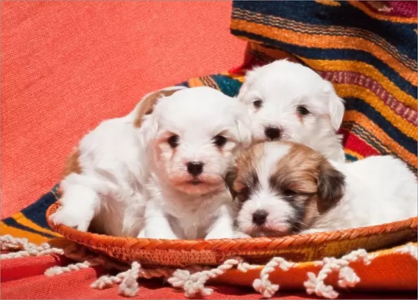 Coton de Tulear puppies lying in an Indian basket on a Indian blanket
