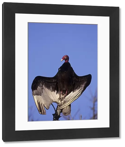 USA, Florida, Everglades National Park. Turkey vulture roosts on dead tree stump