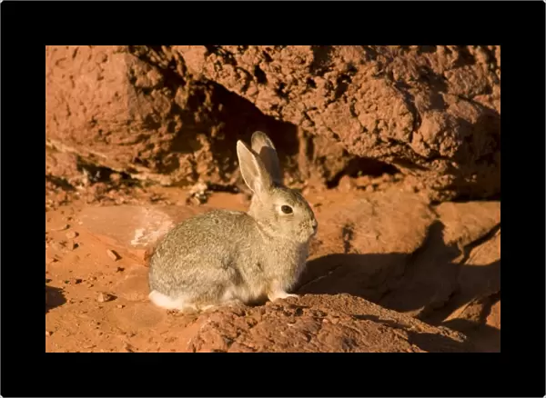 Adult mountain cottontail (Sylvilagus nuttallii) rabbit at Horseshoe Bend in wintertime