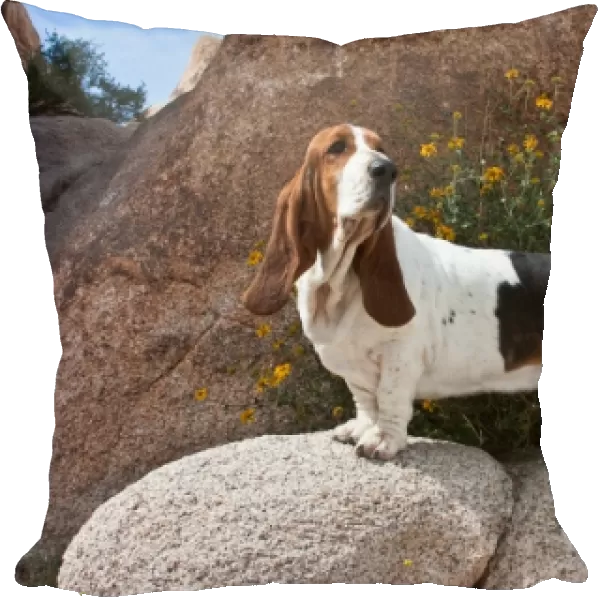 A Basset Hound standing on boulders at Joshua Tree National Park in California