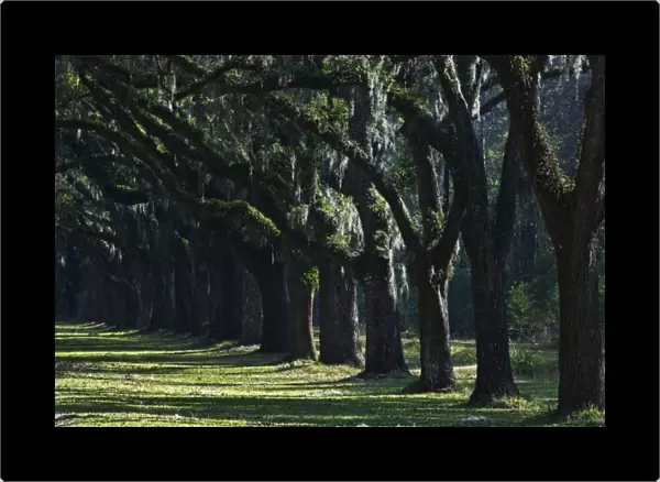 USA, Georgia. Large moss-covered oak trees near Savannah
