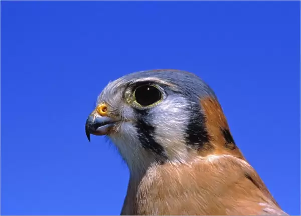 USA, Arizona. The American Kestral is an adaptable little falcon measuring between 9 and 12 inches