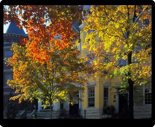 WASHINGTON, D. C. USA. Row houses & trees in autumn. 31st Street & Dumbarton in Georgetown