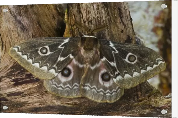 Photographed in Sammamish, Washington. This is an African Silk Moth Gonimbrasia tyrrhea