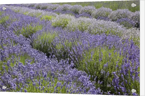 USA, Washington, Sequim, Lavender Festival, Sunshine Herb & Lavender Farm
