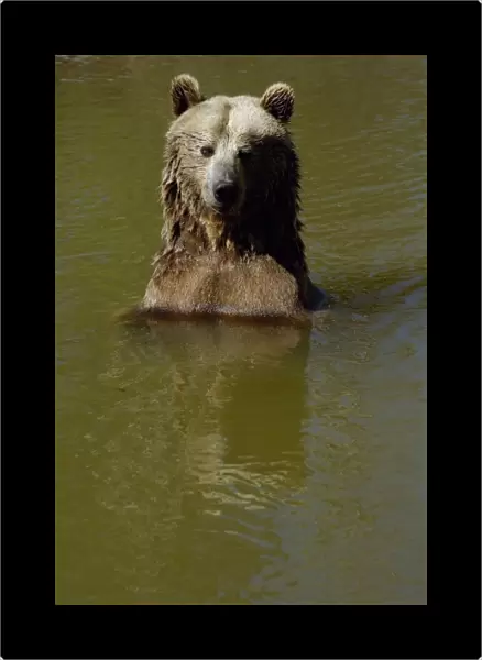 Grizzly Bear (Ursus horribilis) Bear World, Wyoming. USA