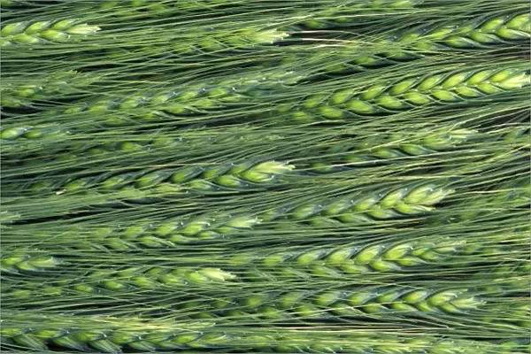 USA, Washington, Colfax. Green wheat pattern