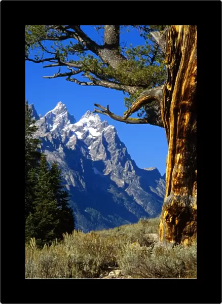 USA Wyoming, Jackson, Grand Teton N. P. Teton Range Cathedral Group framed by Limber Pine