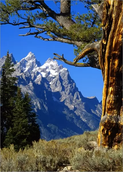 USA Wyoming, Jackson, Grand Teton N. P. Teton Range Cathedral Group framed by Limber Pine