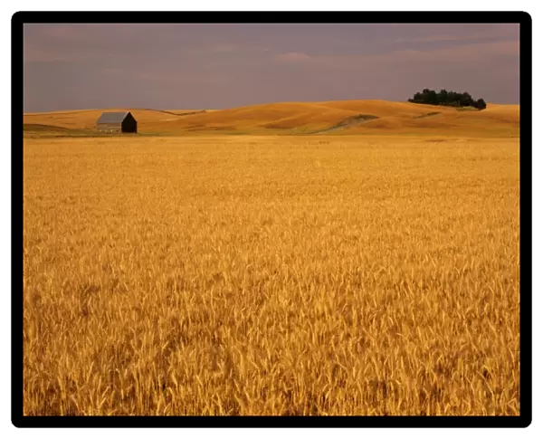 Idaho, Genesee, wheat field and barn