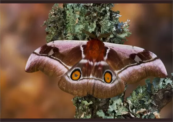 Sammamish, Washington an African Silk Moth Bunaea alcinoe with oragne hind wing eye spots