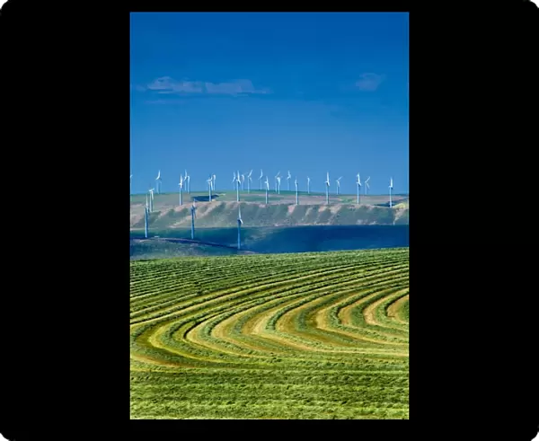 USA, Washington, Walla Walla. Wind turbines overlook farmland