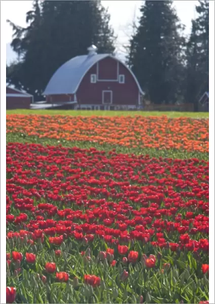USA, Washington State, La Conner. (PR) Barn, Skagit Valley Tulip Fields