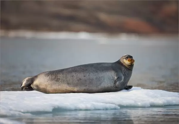 Norway, Svalbard, Spitsbergen Island, Bearded Seal (Erignathus barbatus) resting