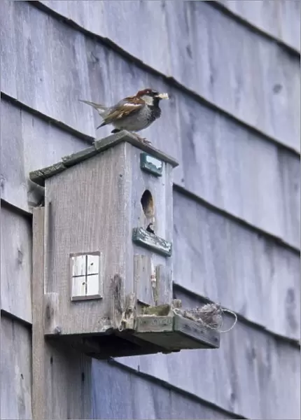 USA, New England, Maine, Ogunquit, birdhouse