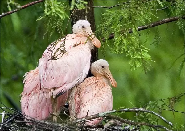 USA, Louisiana, Lake Martin. Spoonbill chicks on their nest