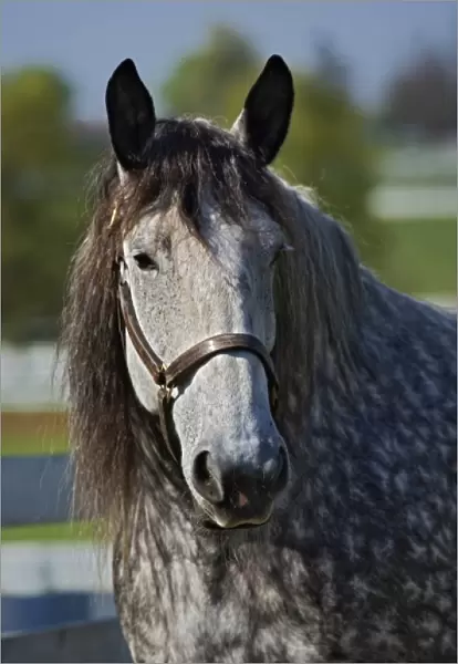 Horse portrait, Kentucky Horse Park, Lexington, Kentucky
