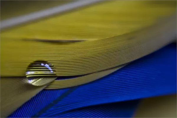 USA, Maine, Harpswell. A single water drop on blue and yellow parrot feathers