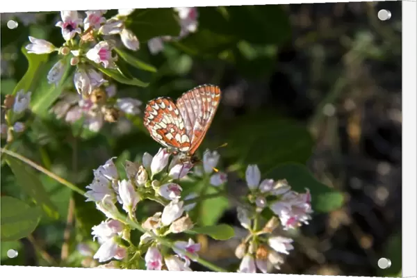 Chalcedon Checkerspot butterfly in the Nymphalidae family located in Idaho