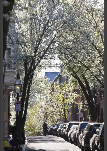 USA, Massachusetts, Boston, Beacon Hill. Pinckney Street, spring blossoms