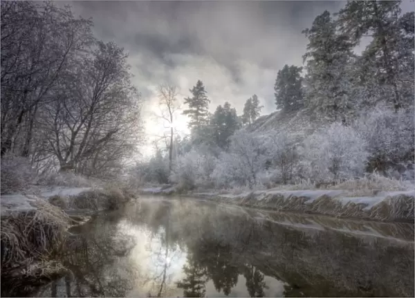 Hoarfrost along a slough at the Kelly Island FWP area along the Clark Fork River in Missoula