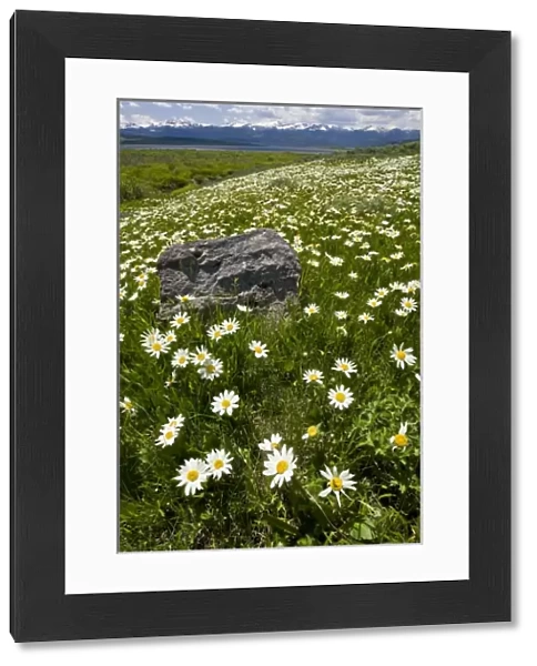 USA, Montana, Wild Daisy blooming in meadow by Hebgen Lake west of Yellowstone National Park
