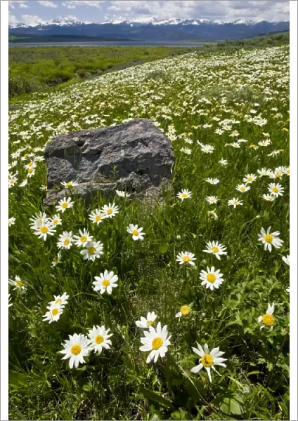 USA, Montana, Wild Daisy blooming in meadow by Hebgen Lake west of Yellowstone National Park