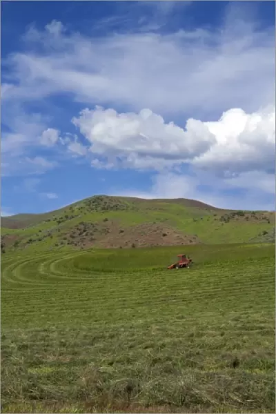Swather harvesting hay near Horseshoe Bend, Idaho, USA