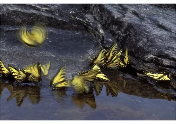 USA, Michigan, Upper Peninsula, Canadian tiger swallowtail butterflies gather at