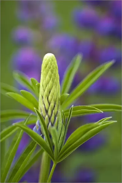 USA, Maine, Acadia National Park. Close-up of lupine flower bud