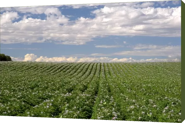 A potato crop in bloom near Burley, Idaho