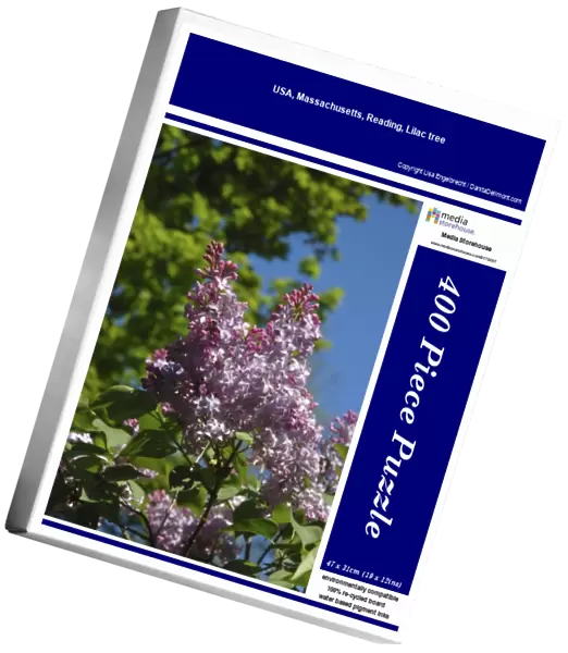 USA, Massachusetts, Reading, Lilac tree