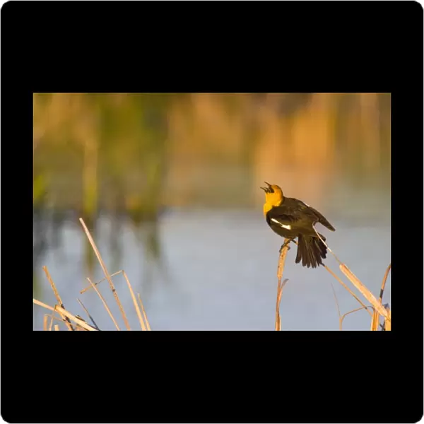 Yellow Headed Blackbird singing in cattails in the Mission Valley of Montana