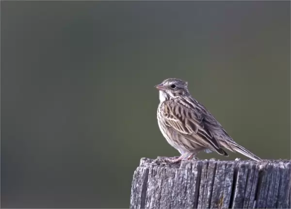Song sparrow on fencepost at Ninepipe WMA in the Mission Valley of Montana