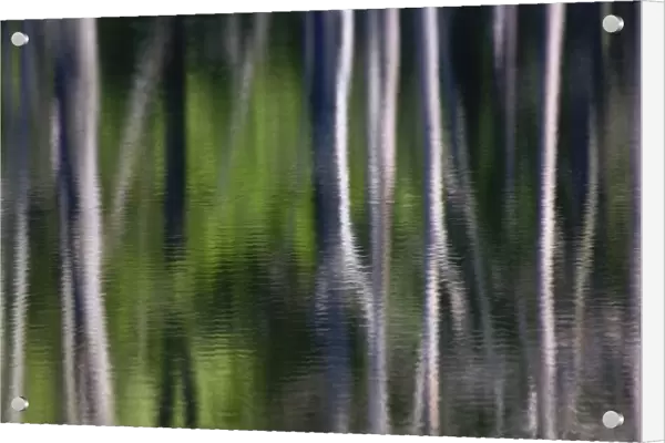 Tree trunk reflections on small lake, Kentucky