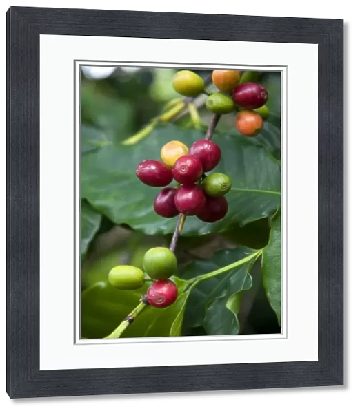 Coffee berries grow on a coffee plant on the Big Island of Hawaii