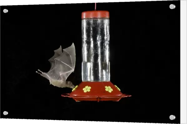 Lesser Long-nosed Bat, Leptonycteris curasoae, adult in flight at night feeding