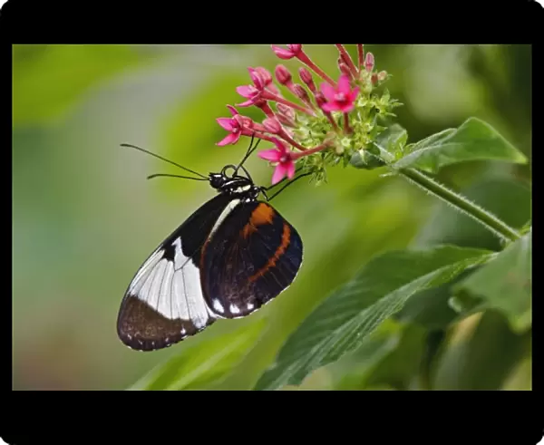 Unknown. Cyndo Longwing, Heliconius cyndo, native to Central and South America